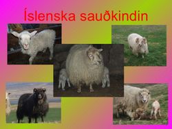slenska-saukindin-1-728